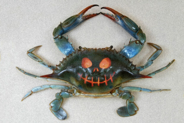 crab with jack o lantern face